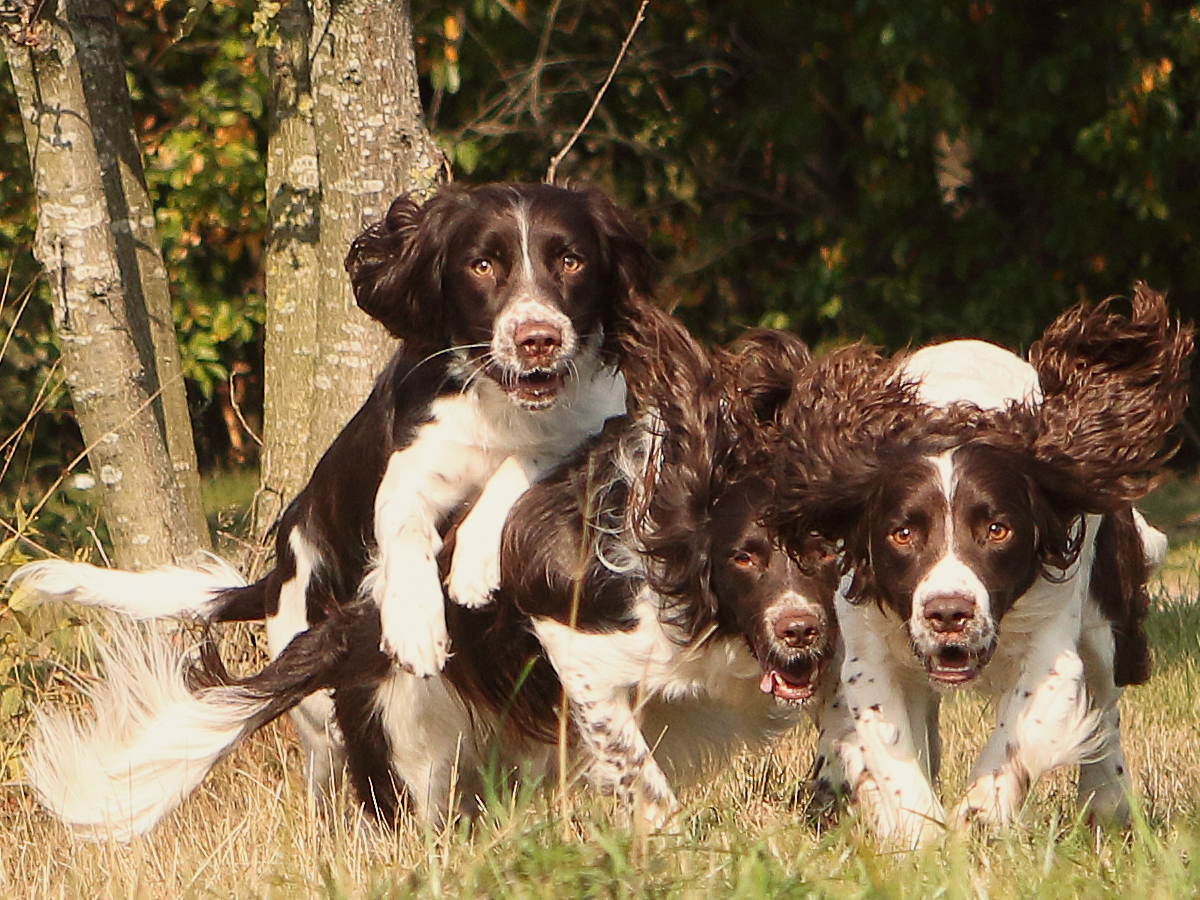 Tracker Dogs speurhond tijdens detectiewerk